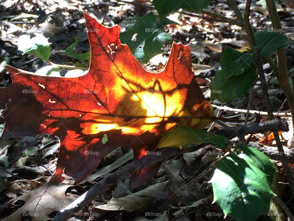 The way the sun hit this leaf took my breath away while walking through the woods one Autumn afternoon!