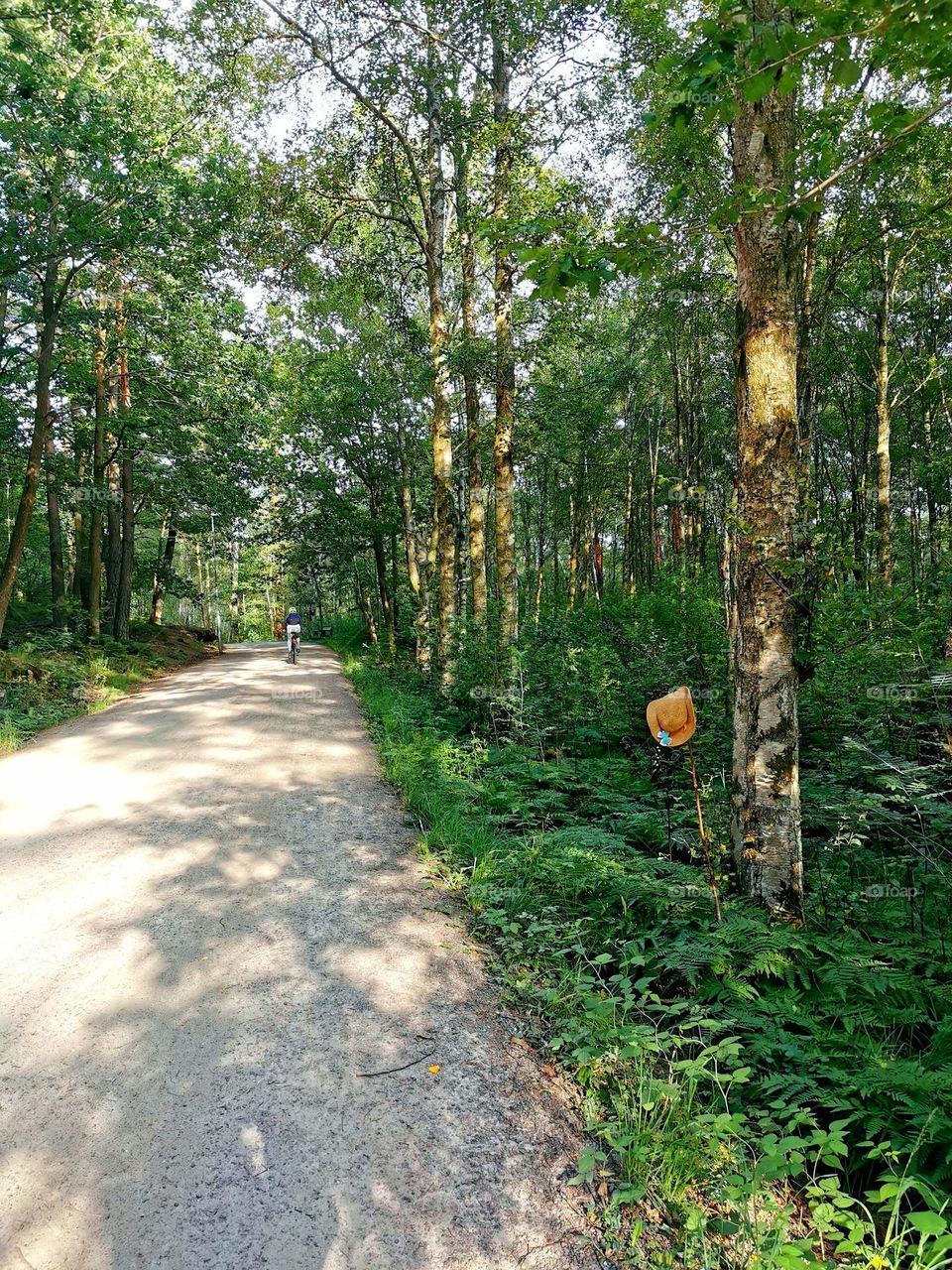 Cycling in the summer forrest