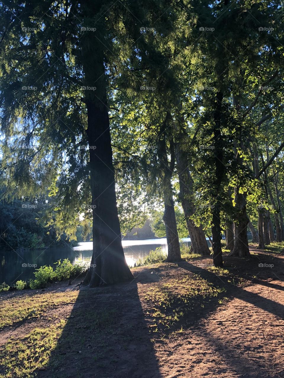 Agua Parque Árboles Sombras Verde