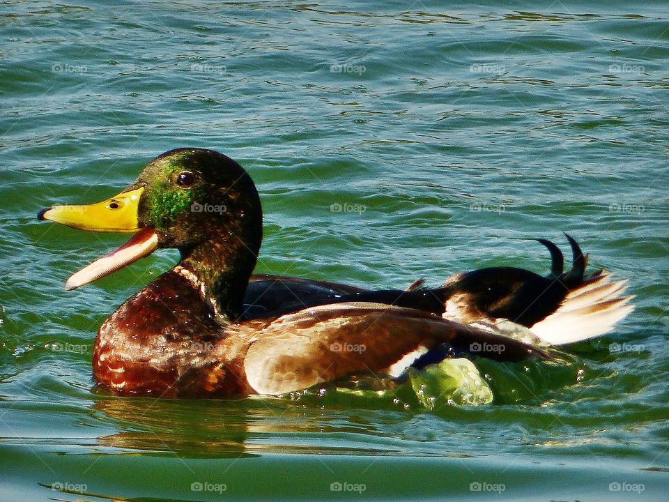 Happy duck