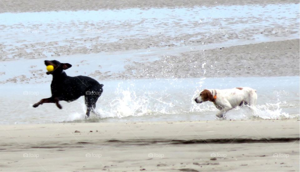 frolicking at the beach
