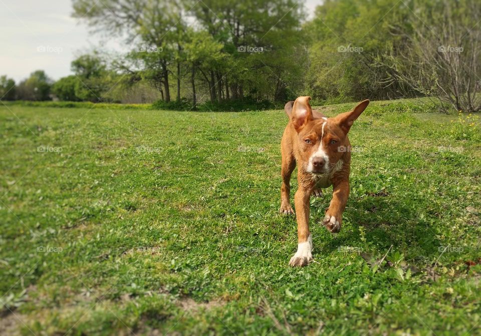Olive 🐶 running