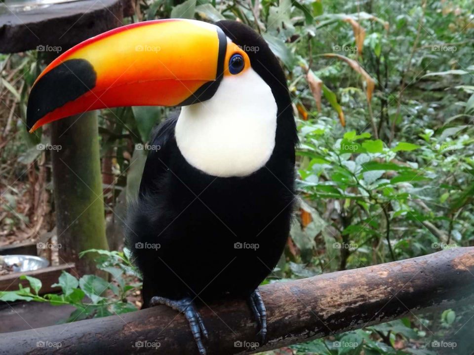 Argentinian Toucan - Iguazu Argentina . Beautiful toucan in Argentina 