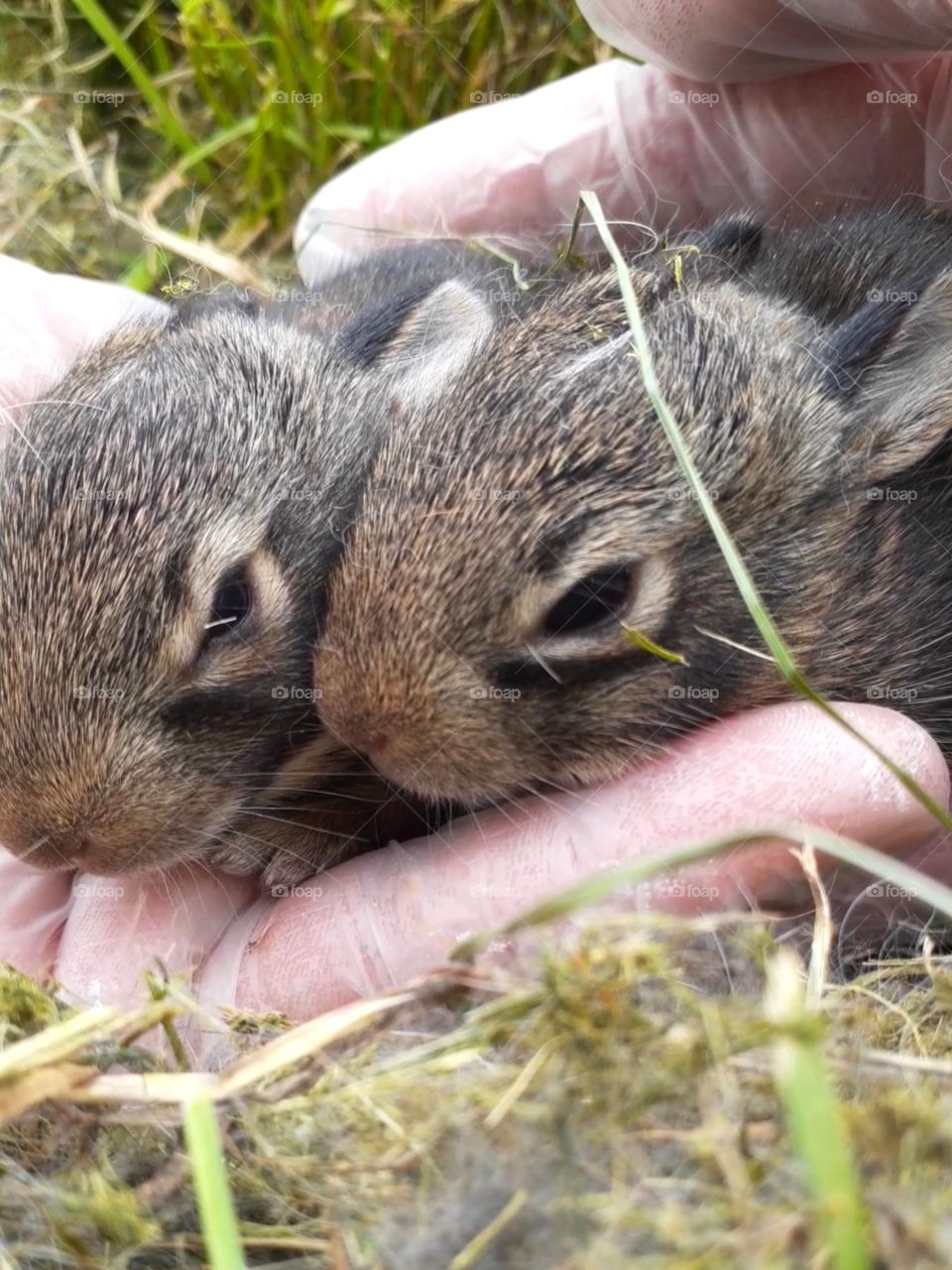 Baby Bun Buns