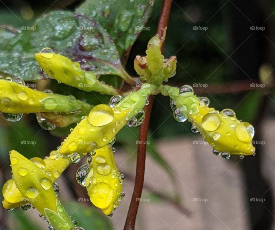 rain bubbles a plenty