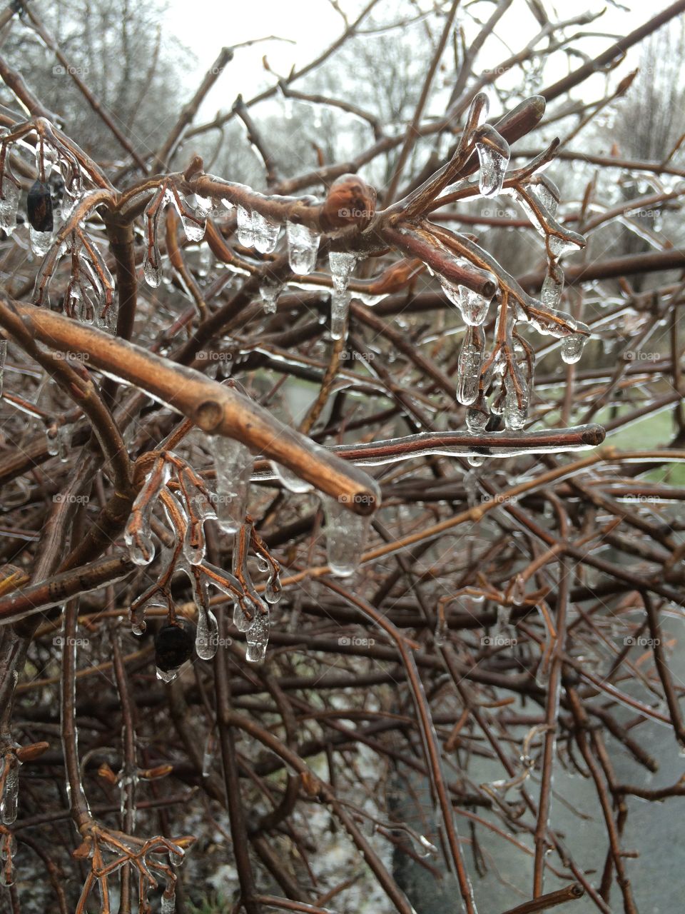 Cold ice on trees