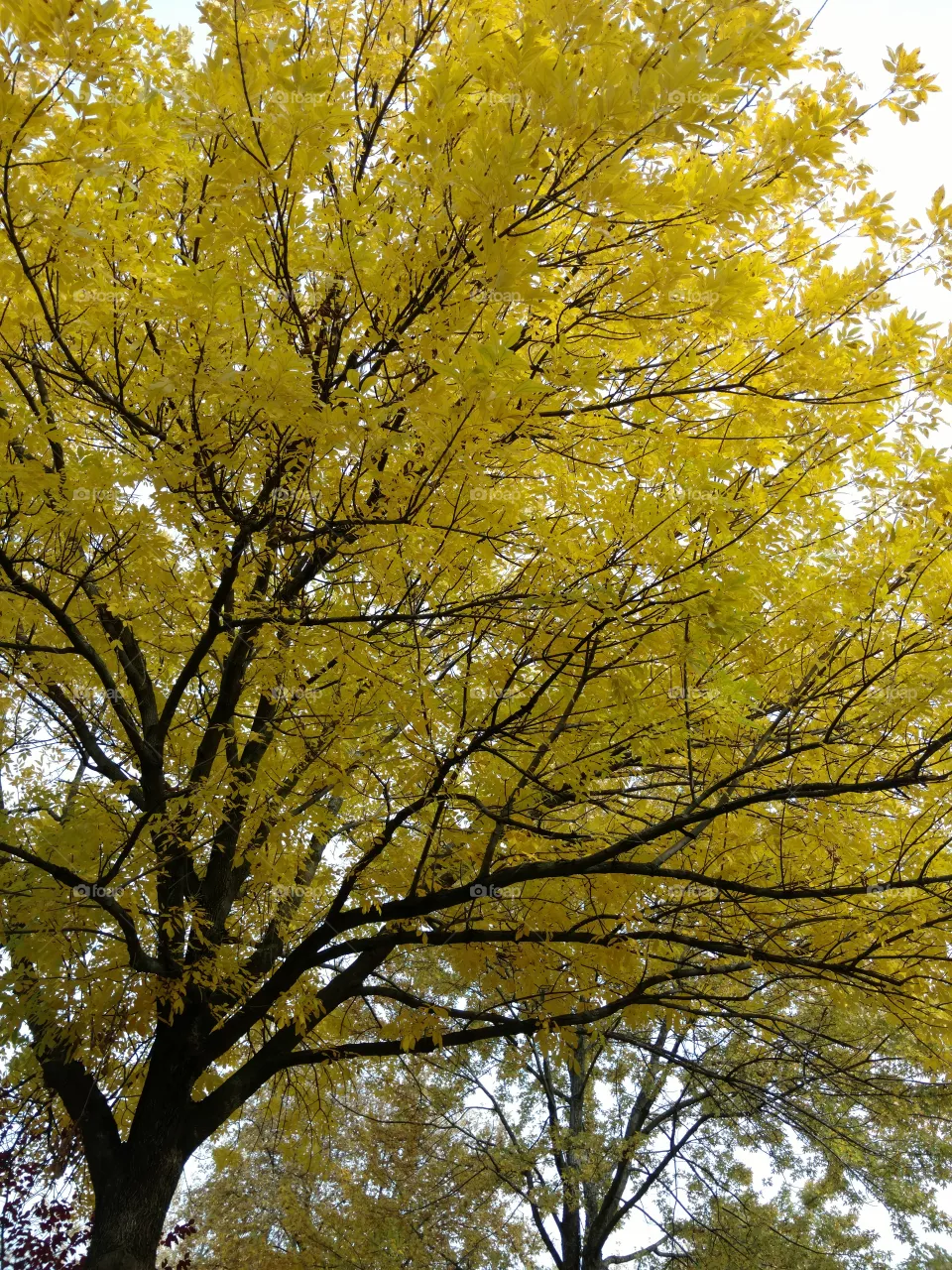 fall