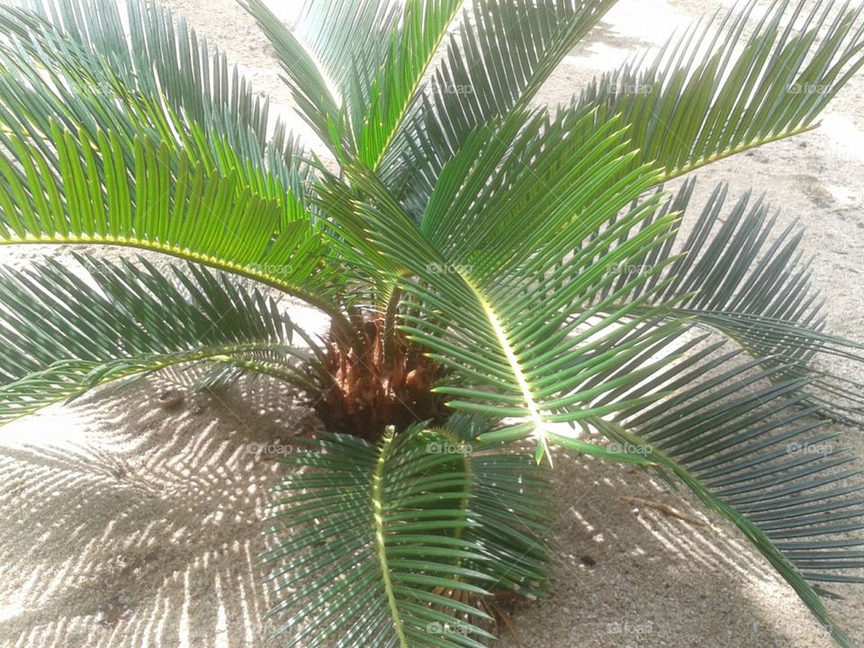 coconut tree