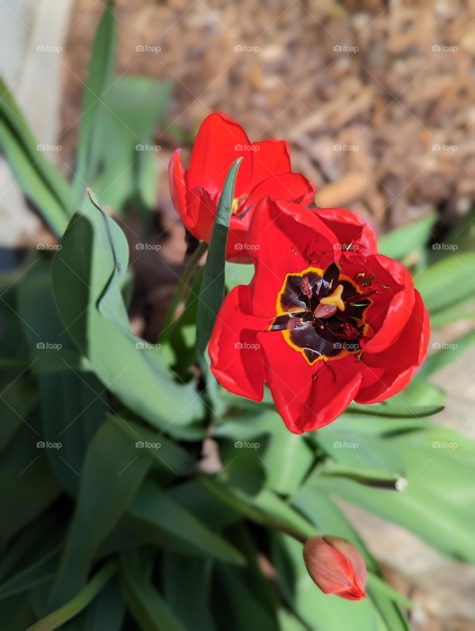 bright red tulips blooming in spring tulip petals plants outside garden green leaves