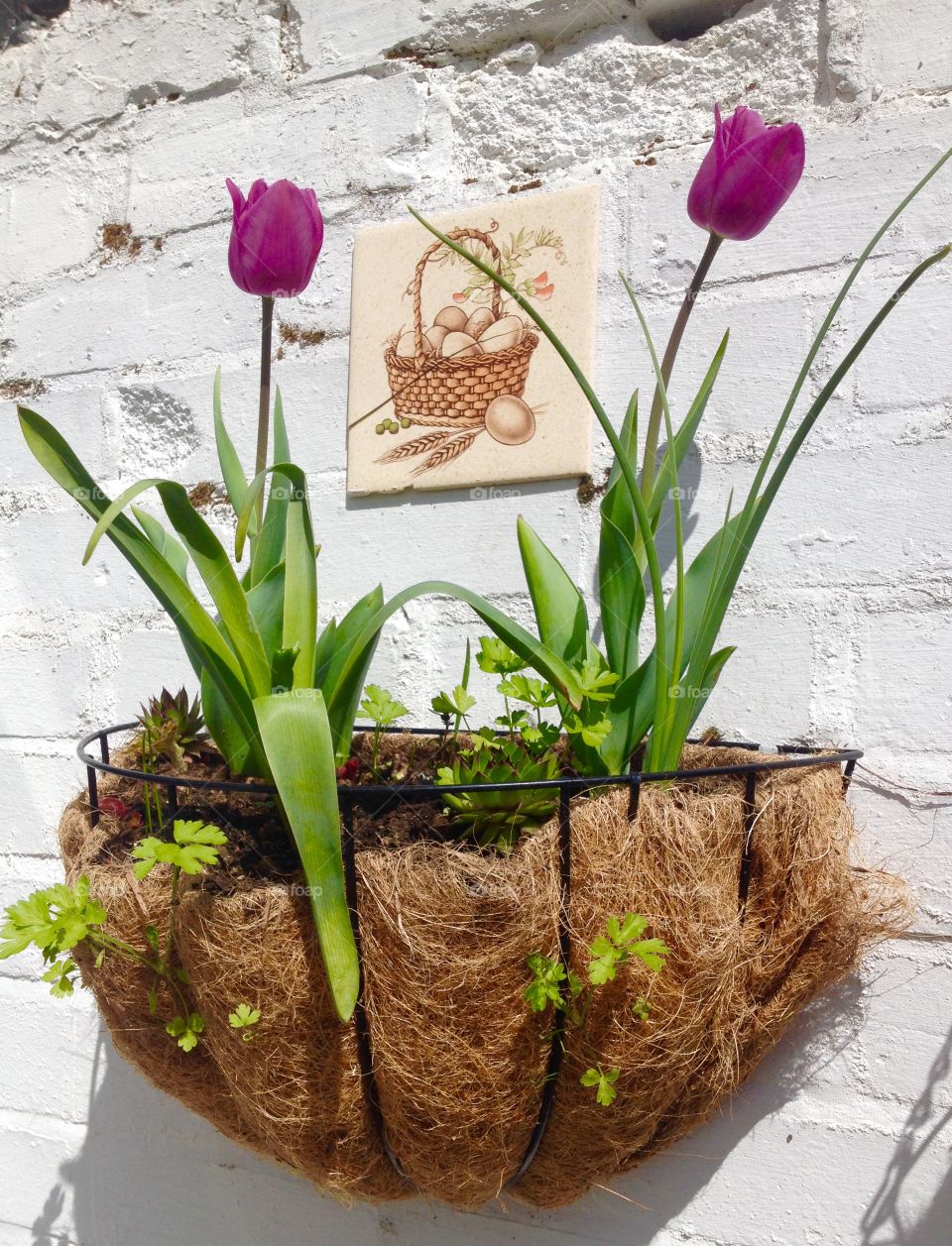 Duet under recovered old tile 