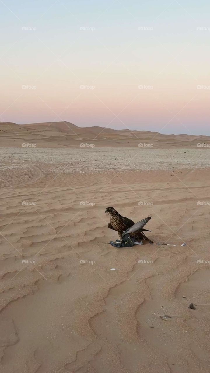 Hawks and desert 🏜️