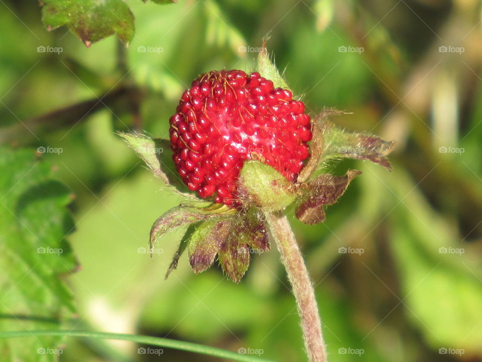 Nature, Fruit, Food, Leaf, Berry