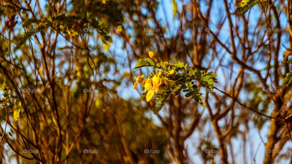 flower plant 