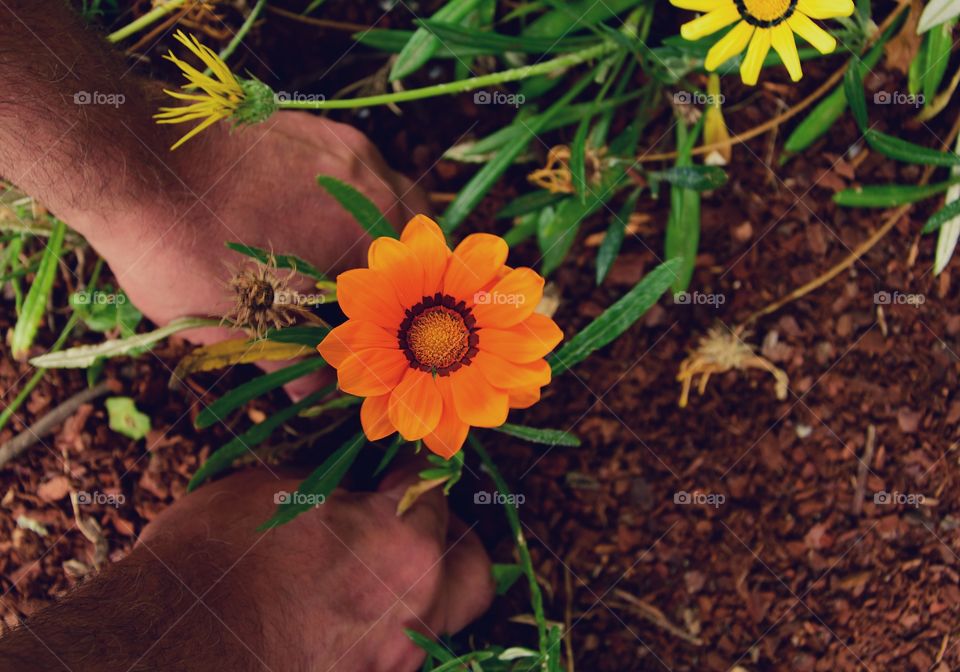 Planting new daisies and removing dead ones