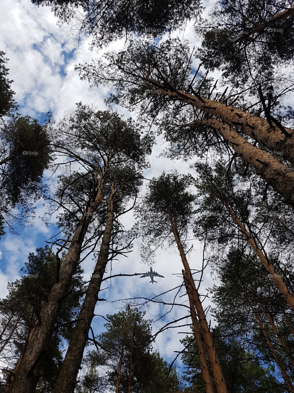 Plane through trees