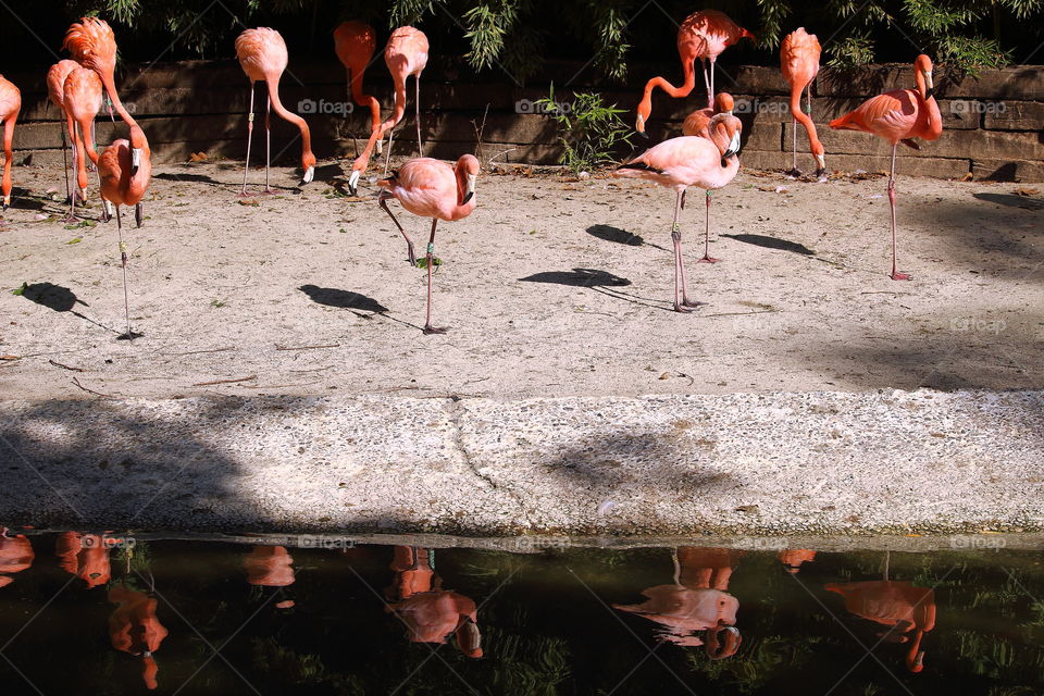 Flamingo’s lake