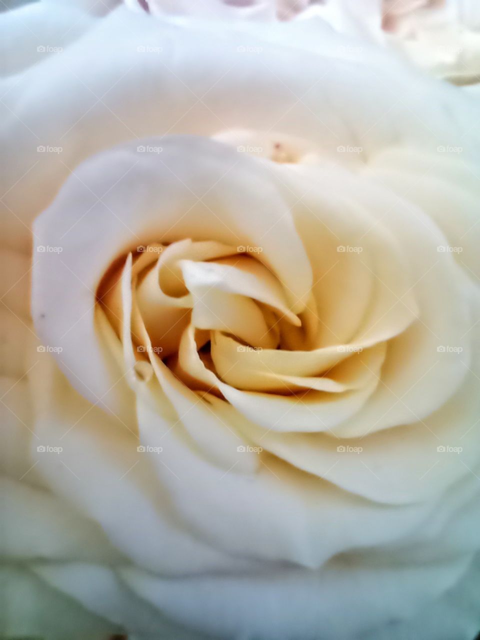 White rose