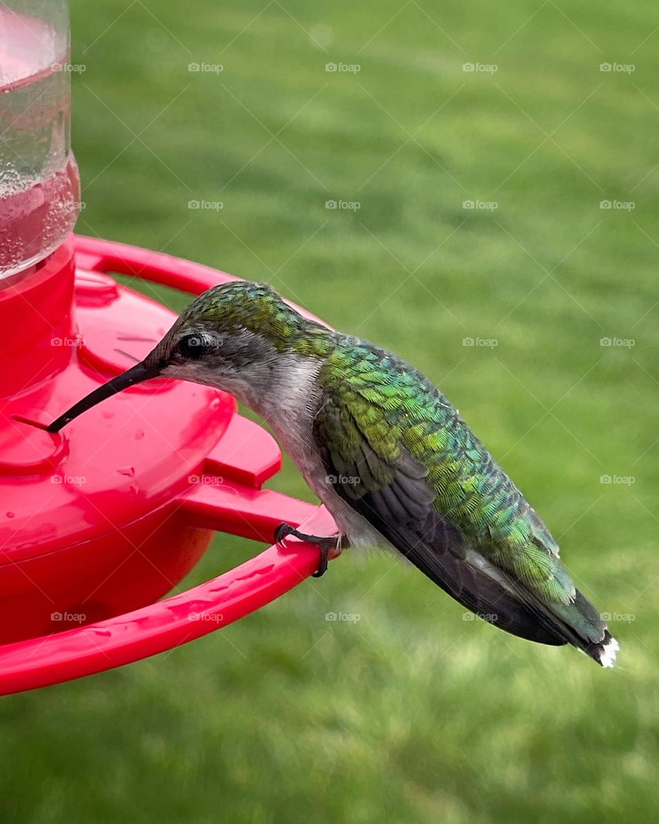 Female hummingbird 