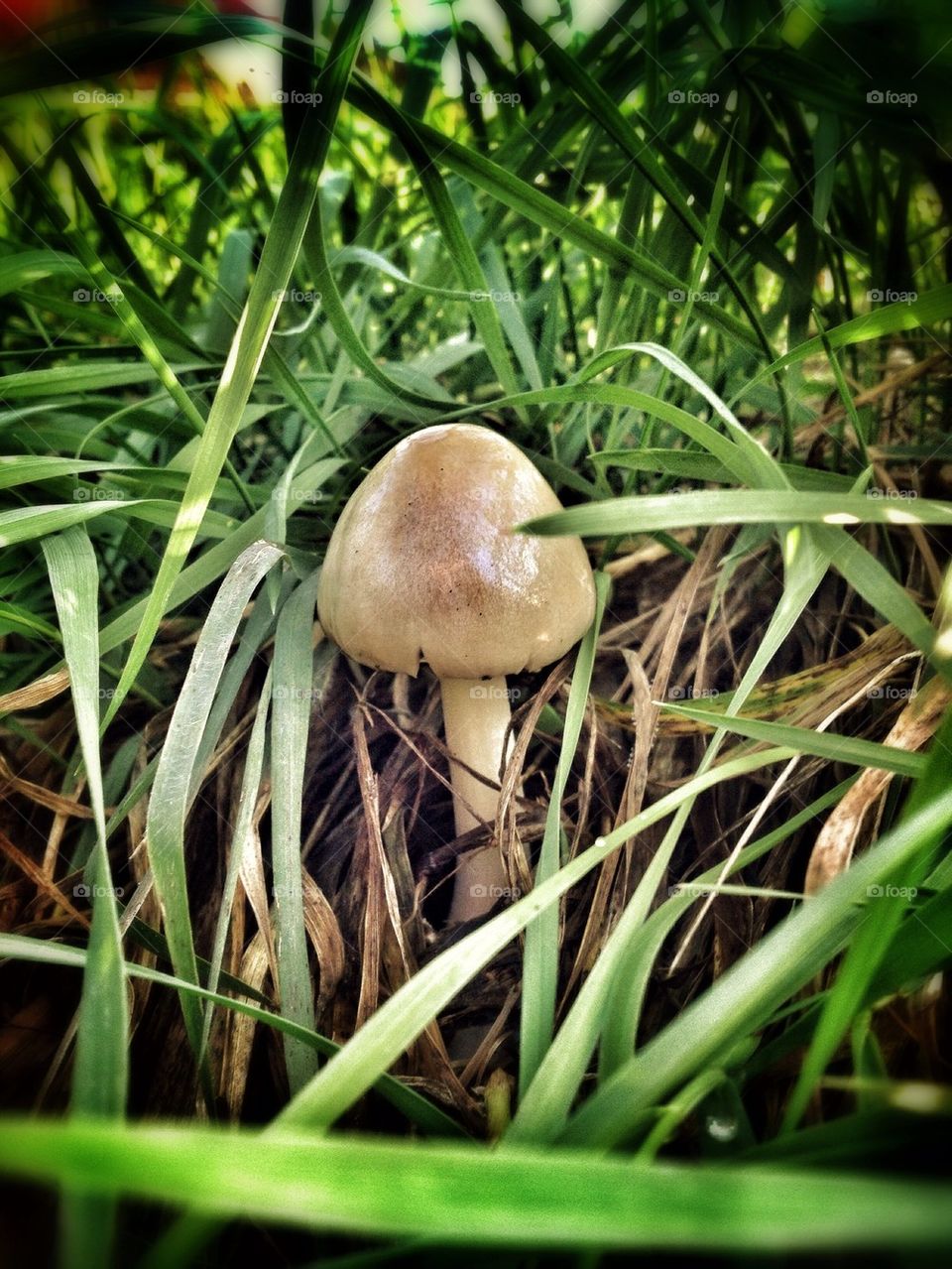 hidden, mushroom, autumn, fall, Season, Gras, Food