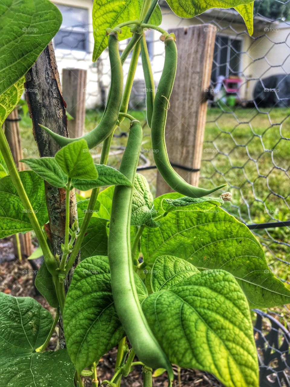 Green beans growing wild on the vines 