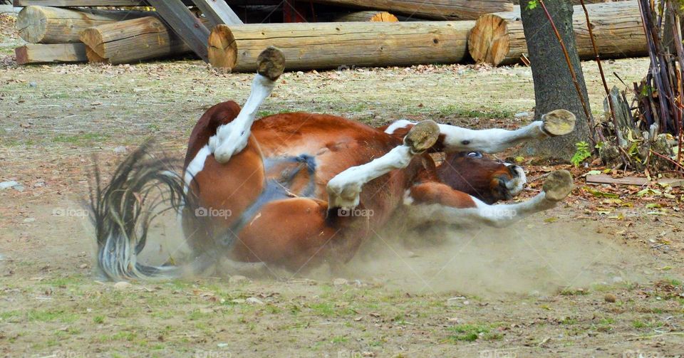 Horse rolling in dirt 