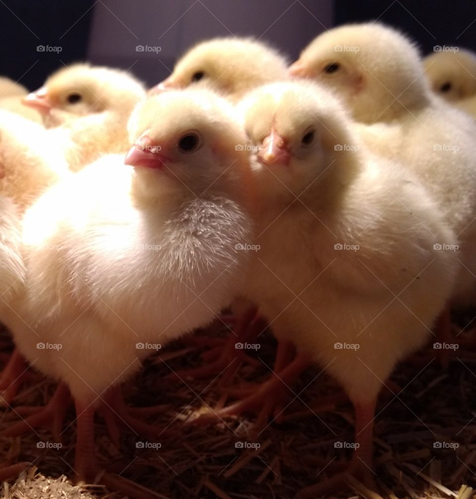 Poultry, Dame, Hen, Bird, Chicken