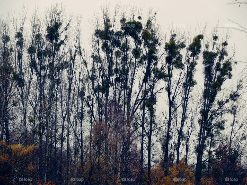 Full frame shot of trees during autumn in Zehdenick, Germany.