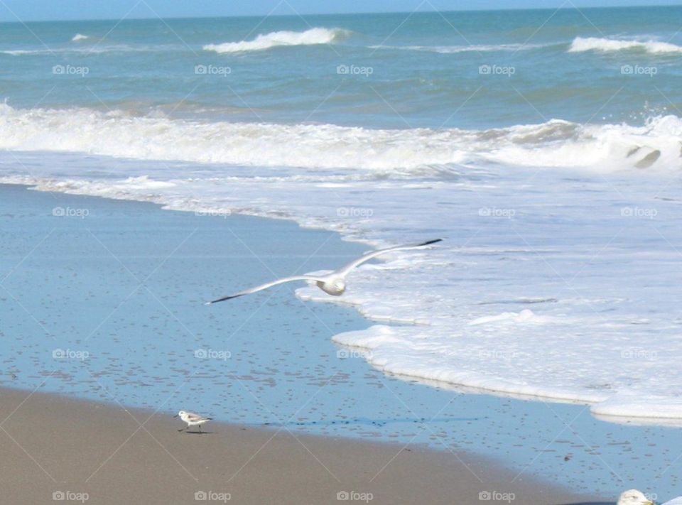 Birds on the shore line 