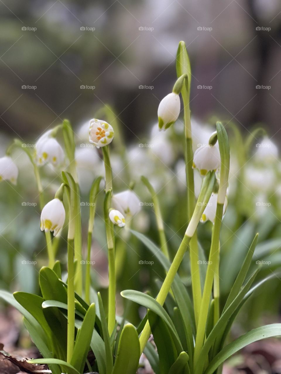After long winter the flowers are coming out