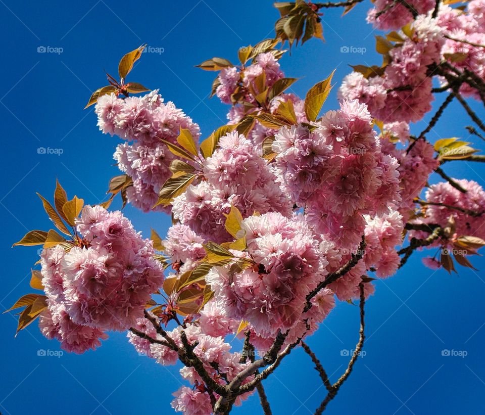 Spring flowers pink