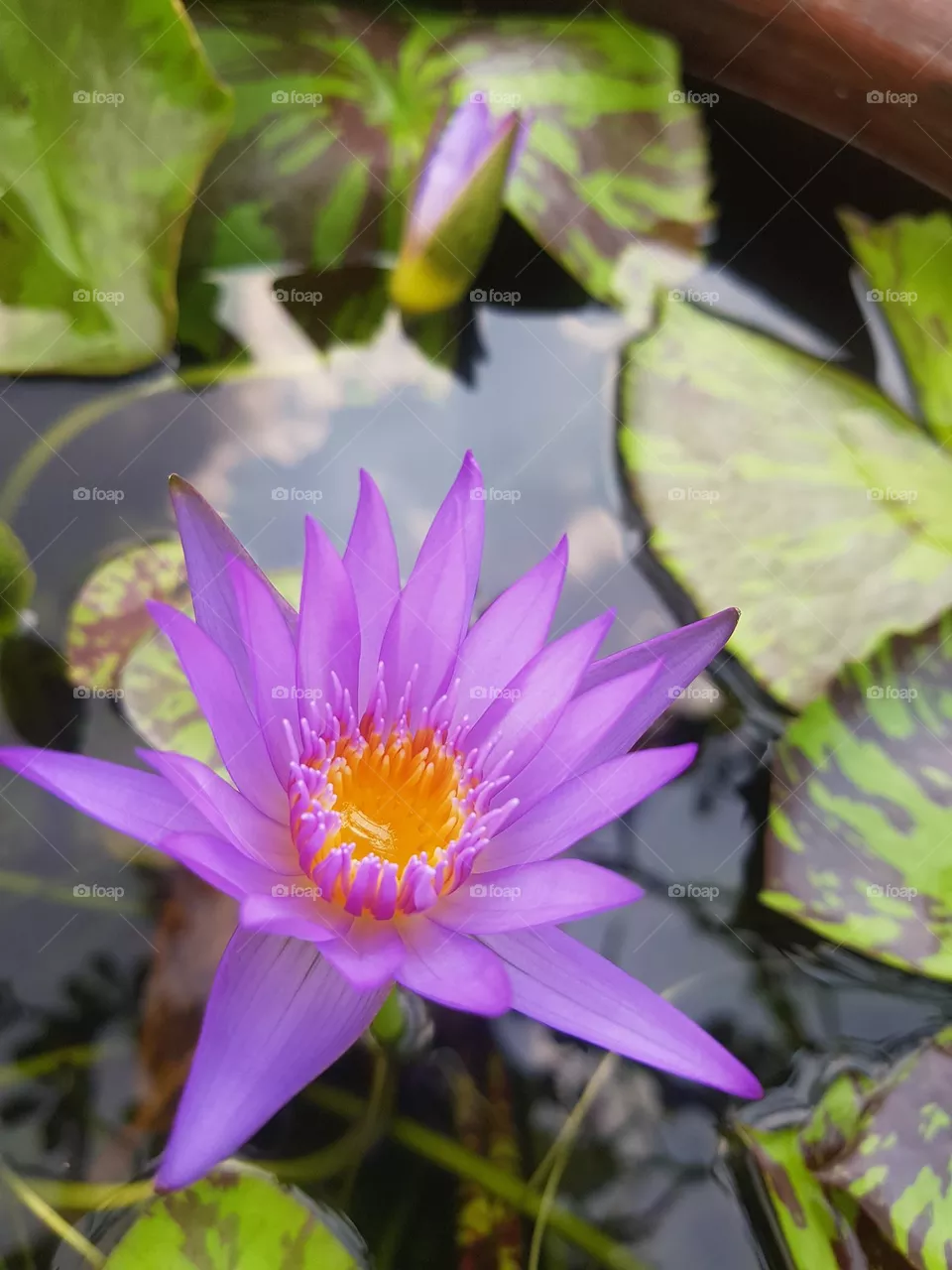 Lotus flower in the garden