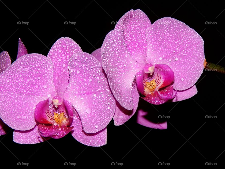 close up of Beautiful pink flowers
