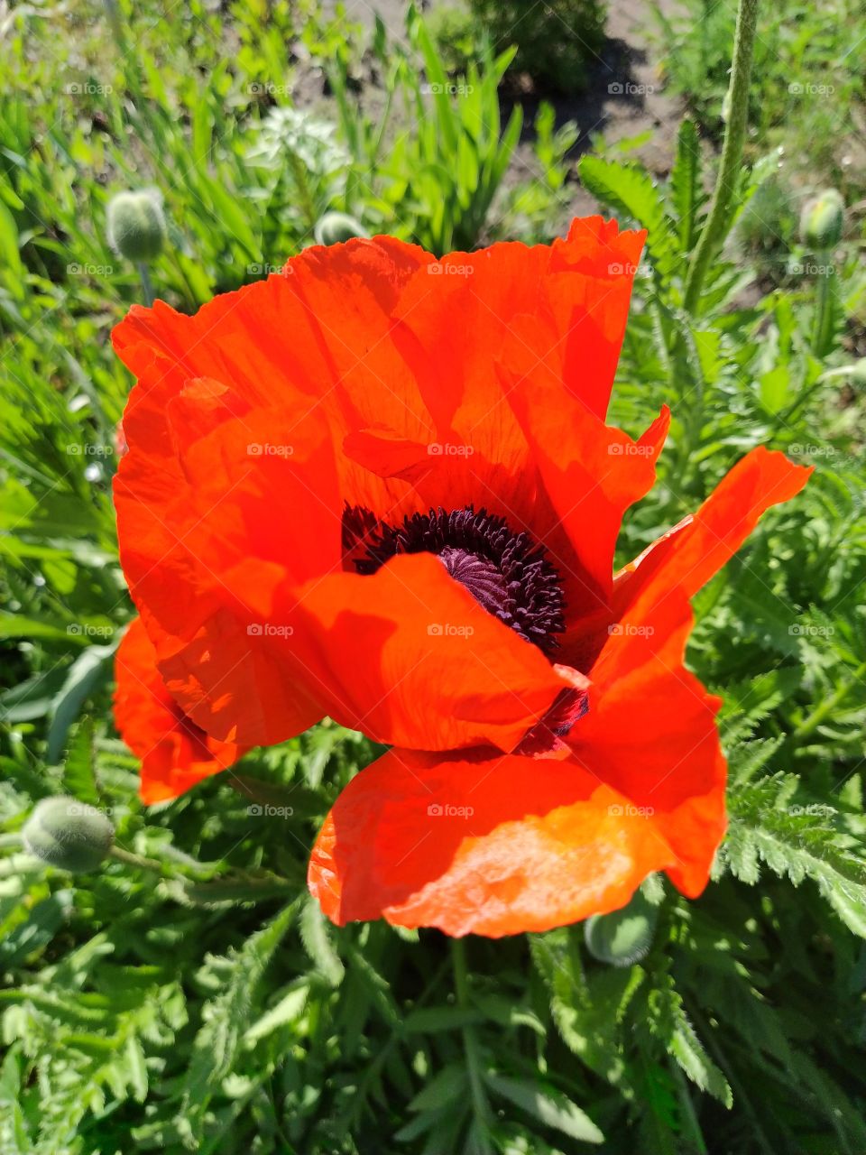 Red poppy