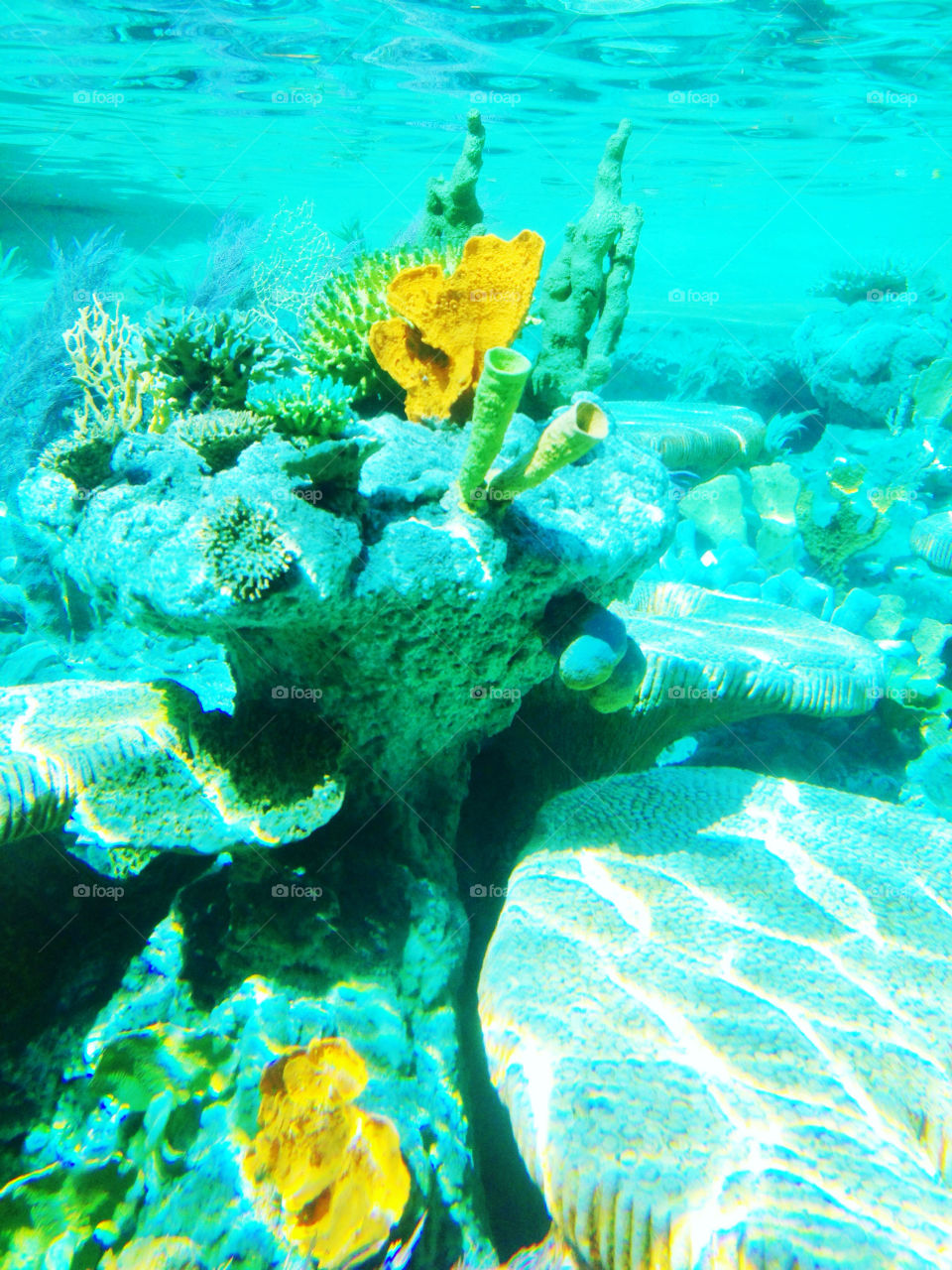 Stunning yellows and greens of an undersea coral reef