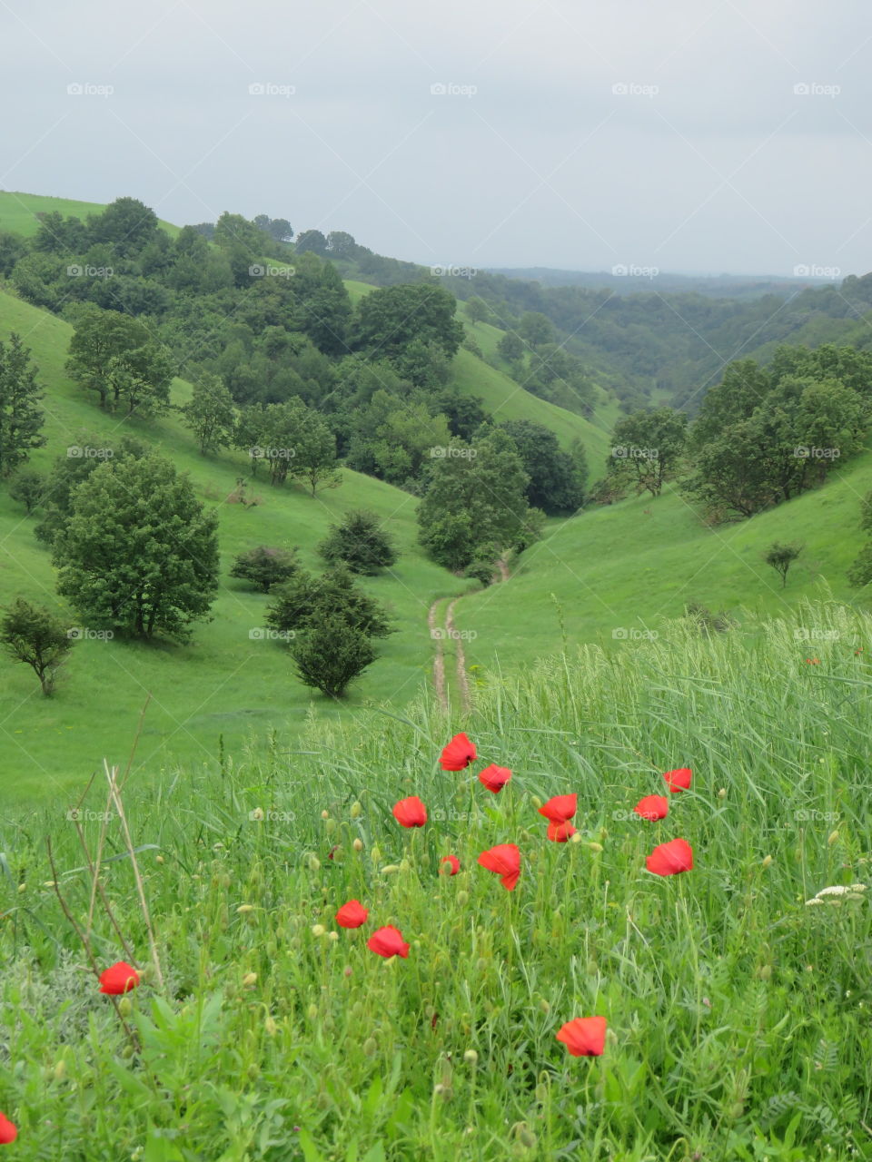 Green desert dirt road