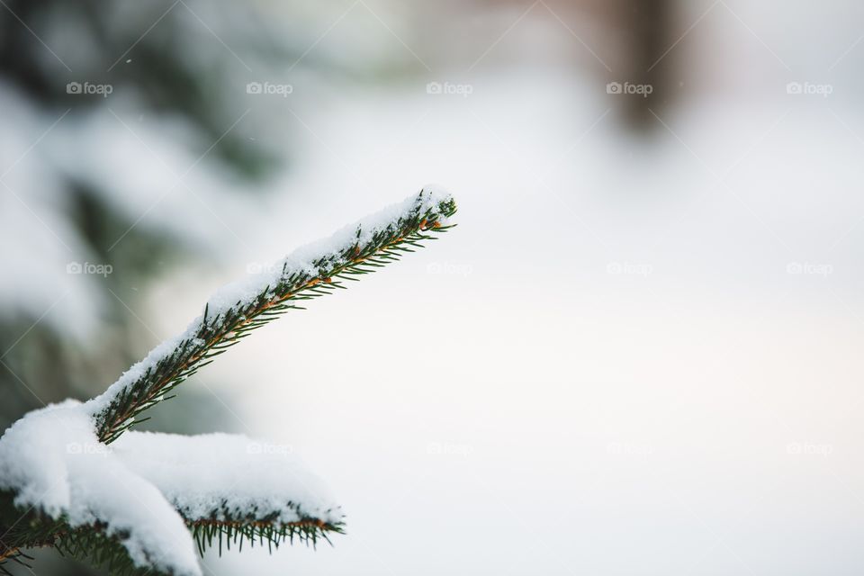 A single branch of a pine tree with snow on it