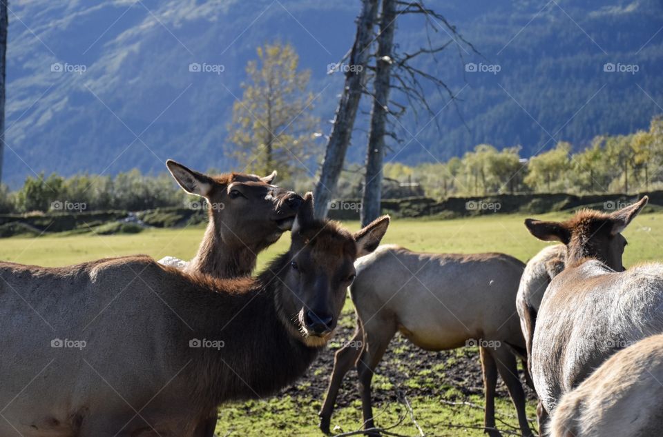 Wildlife in Alaska