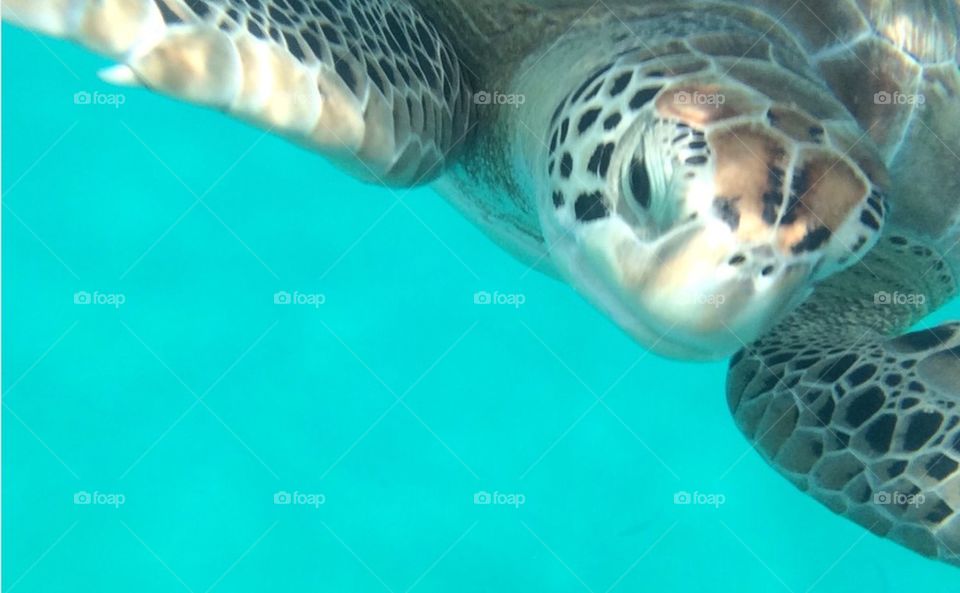 Turtles in Barbados