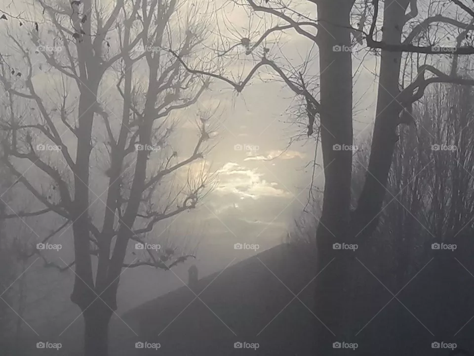 Fog
