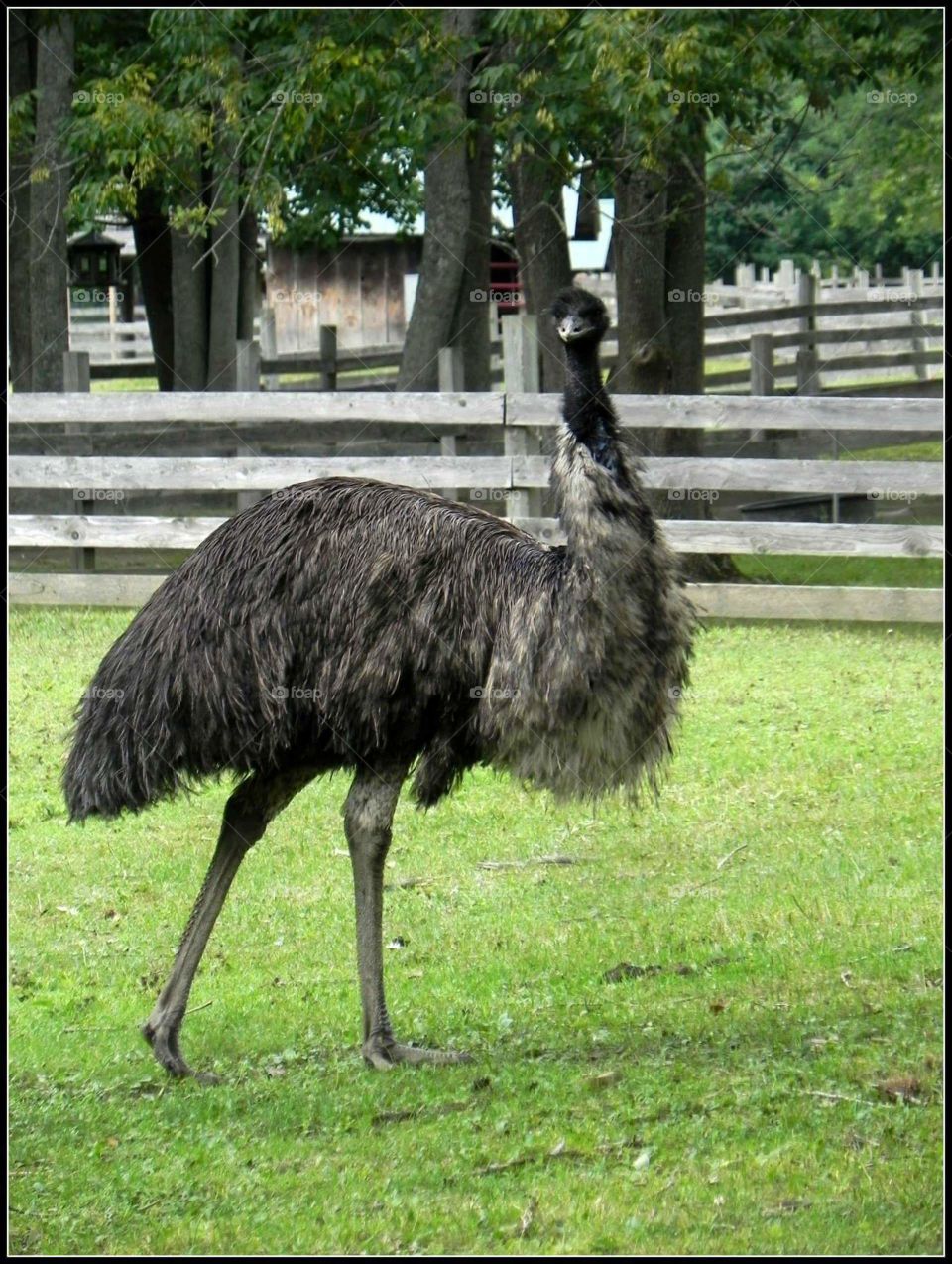 emu stance