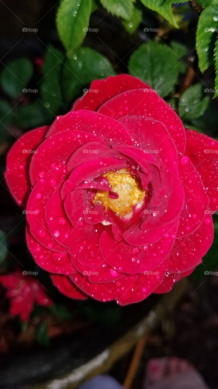 rain and roses