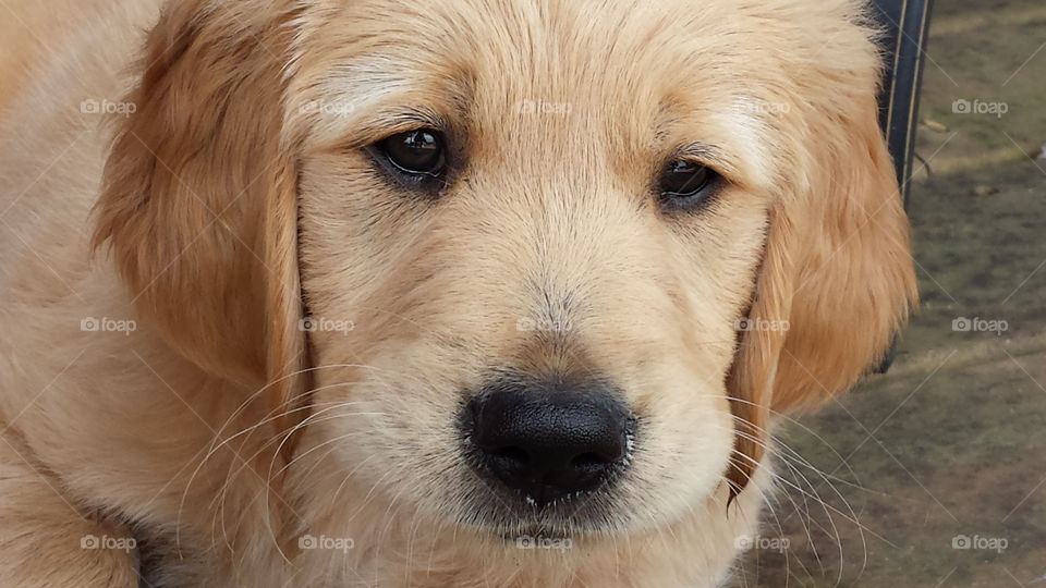 Portrait of a cute puppy