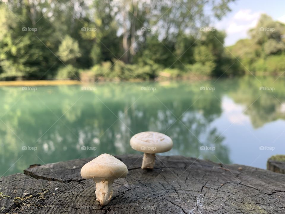 The placid flow of the spring river Sile in the stretch between Casier and Casale sul Sile in the Venetian countryside.