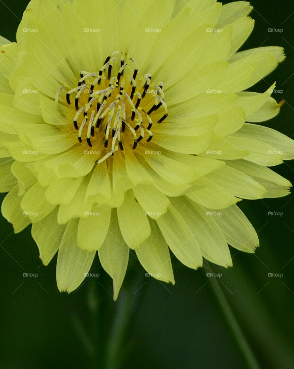 Beautiful dandelion, a sole burst of color in a green field.