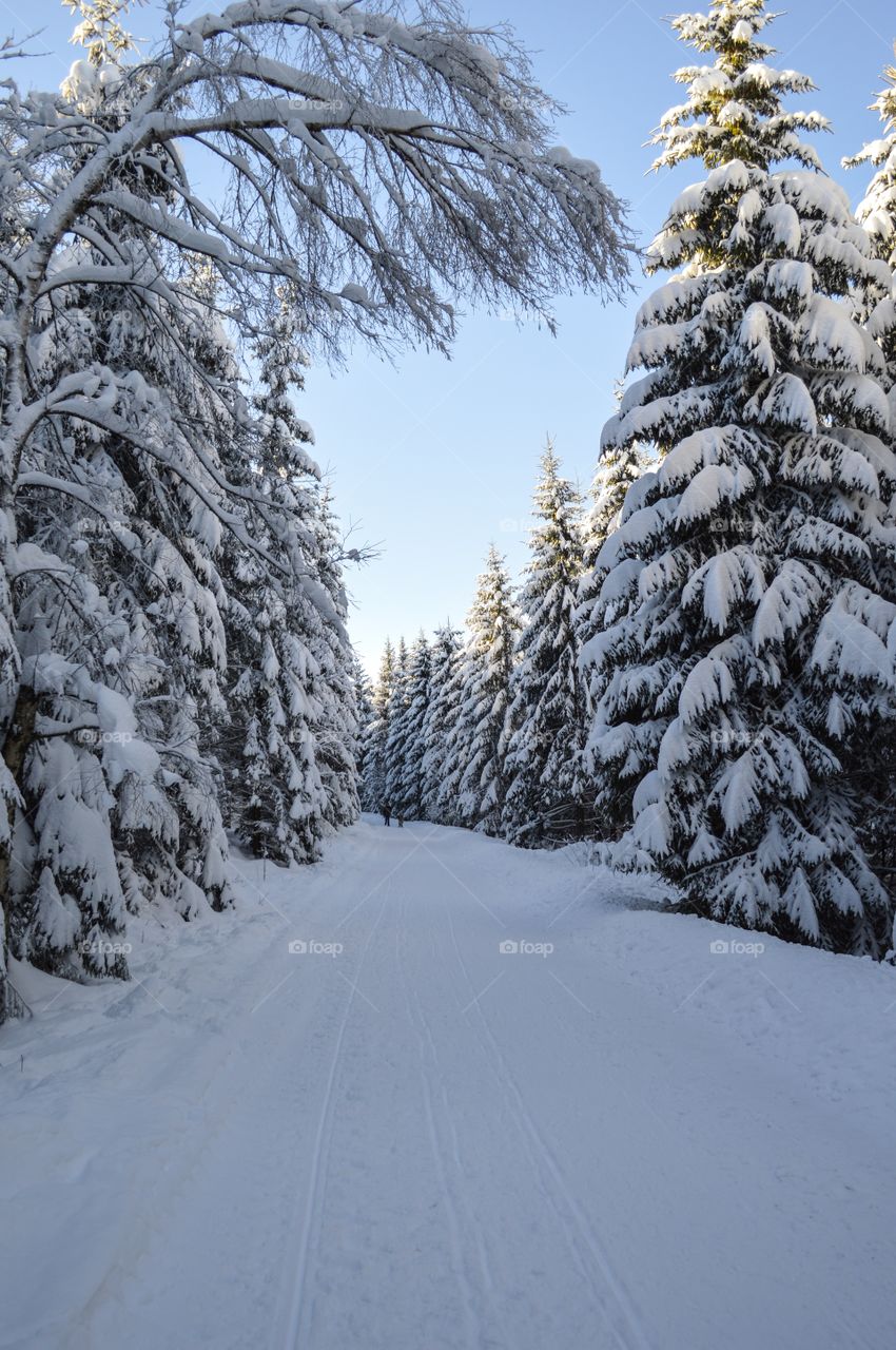 Snow in the woods