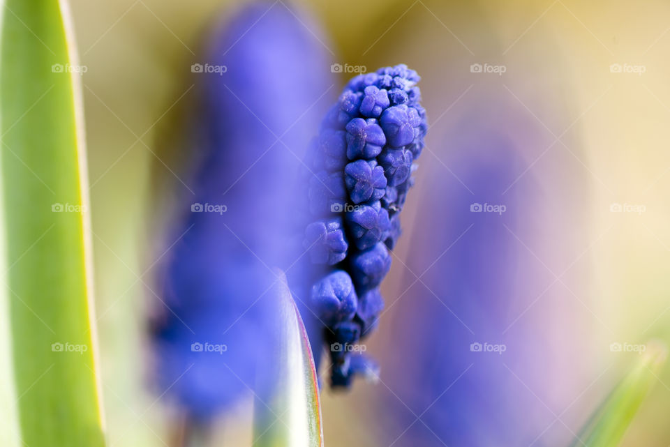 Muscari flower