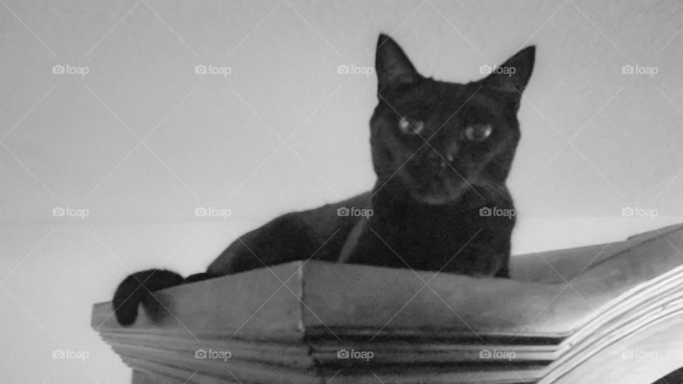 Black cat over the top of armoire. black and white photo.