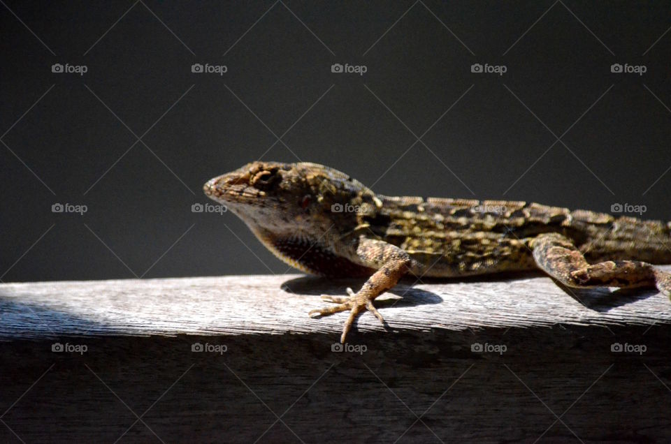 Anole on deck rail