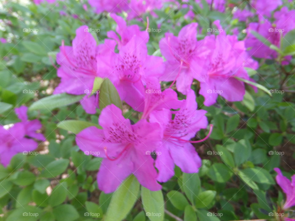 Hot pink Azalea