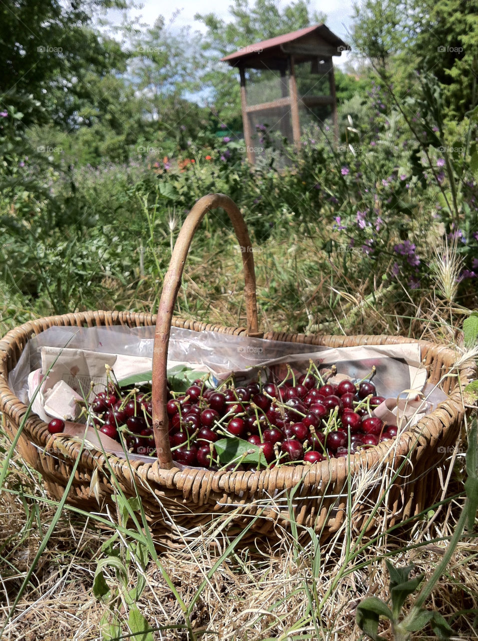 Cherry basket